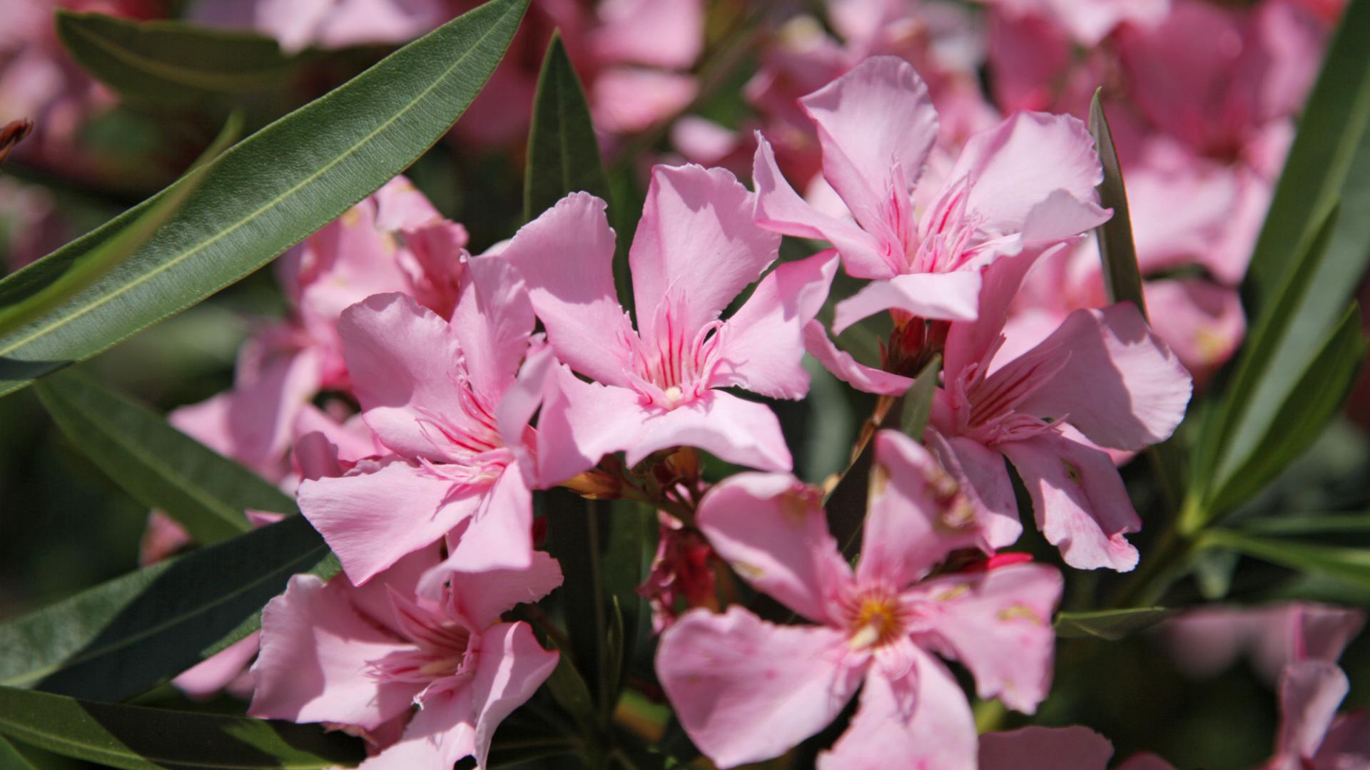 Oleander