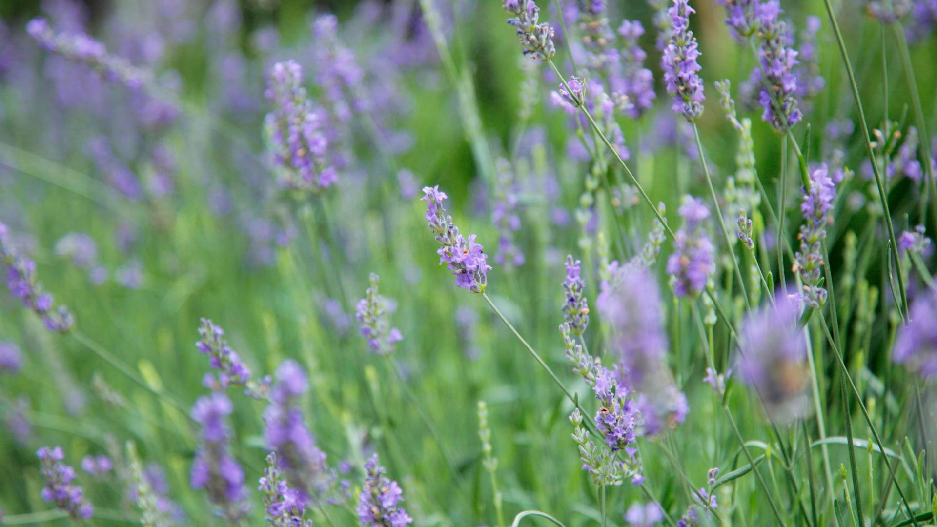 Lavendel Busch